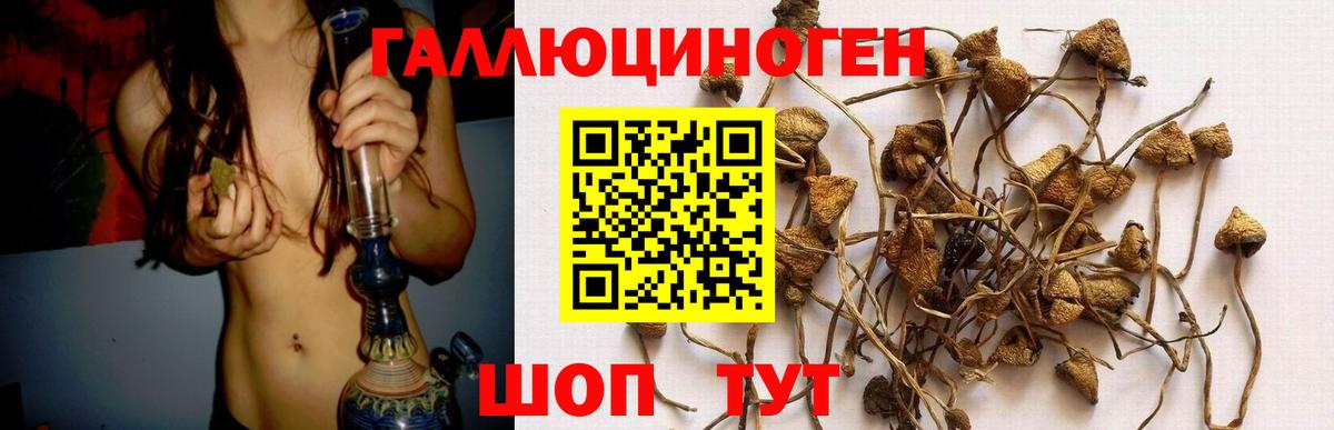 Псилоцибиновые грибы GOLDEN TEACHER Ачхой-Мартан